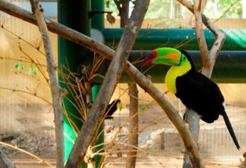 Zoo de Culiacán, ¿cuál es el mejor día para visitarlo?