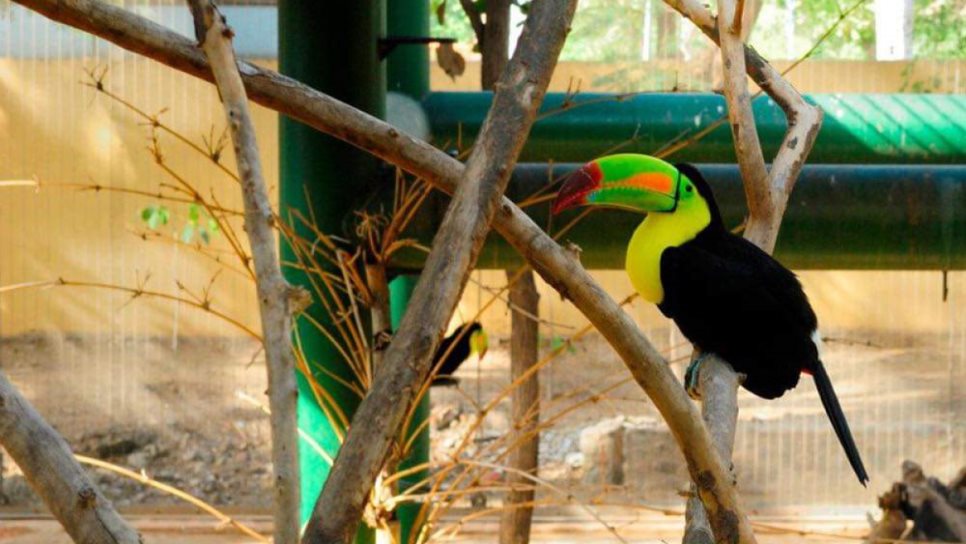 Zoo de Culiacán, ¿cuál es el mejor día para visitarlo?