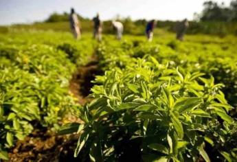 Productores sinaloenses piden mejorar presupuesto para modernización hidroagrícola