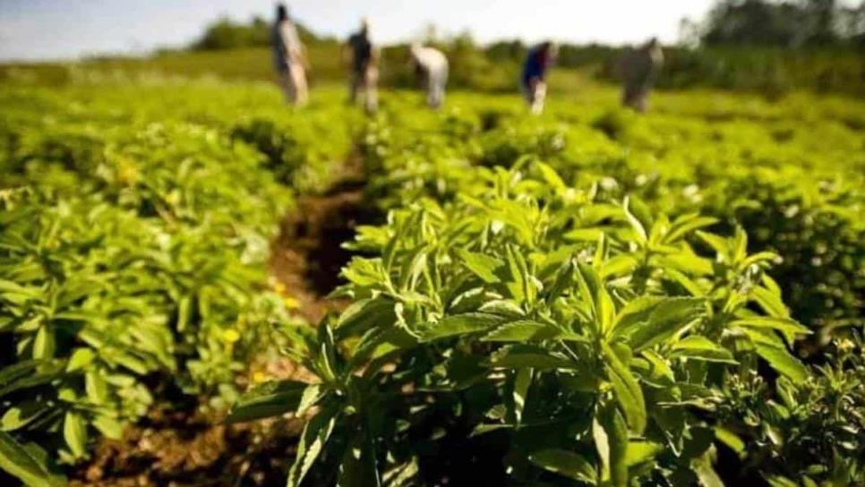 Productores sinaloenses piden mejorar presupuesto para modernización hidroagrícola