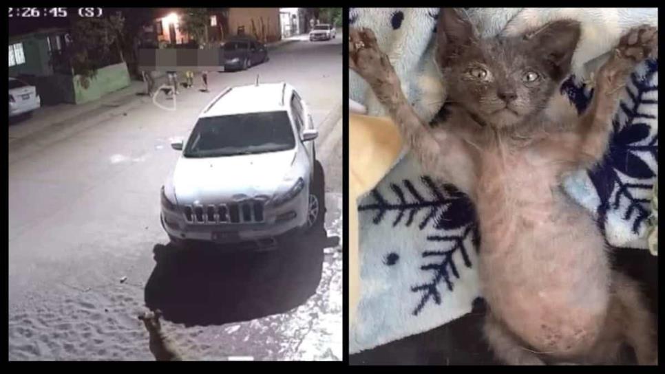 Niñas matan a gatito a pedradas en la colonia Virreyes de Los Mochis