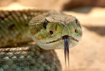 Estos olores atraen a la serpiente de cascabel, ya comenzó su temporada