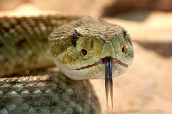 Estos olores atraen a la serpiente de cascabel, ya comenzó su temporada