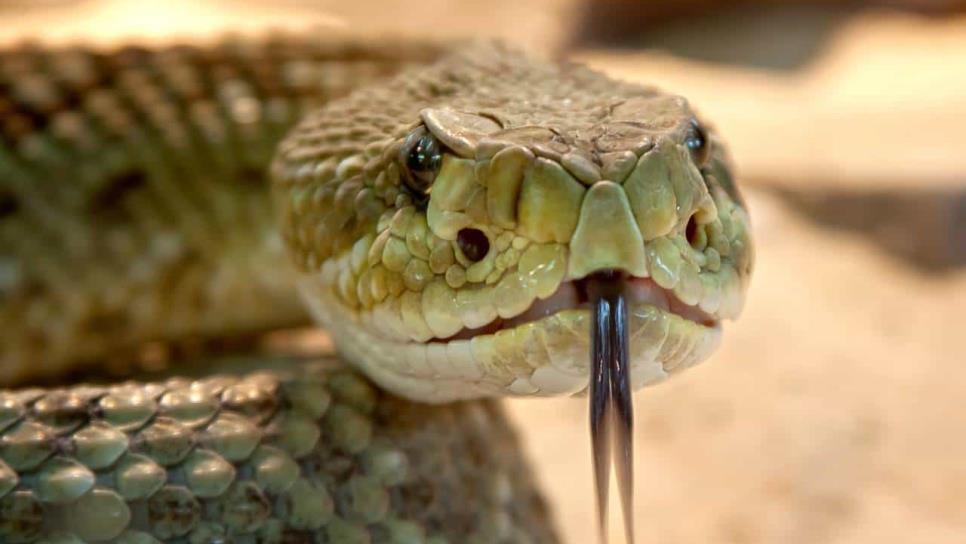 Estos olores atraen a la serpiente de cascabel, ya comenzó su temporada