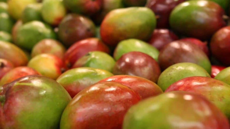 Inicia cosecha de mango en el norte de Sinaloa y productores denuncian robo masivo del producto