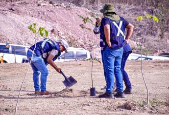 Para reducir las altas temperaturas en Mazatlán plantarán más de 3 mil árboles 