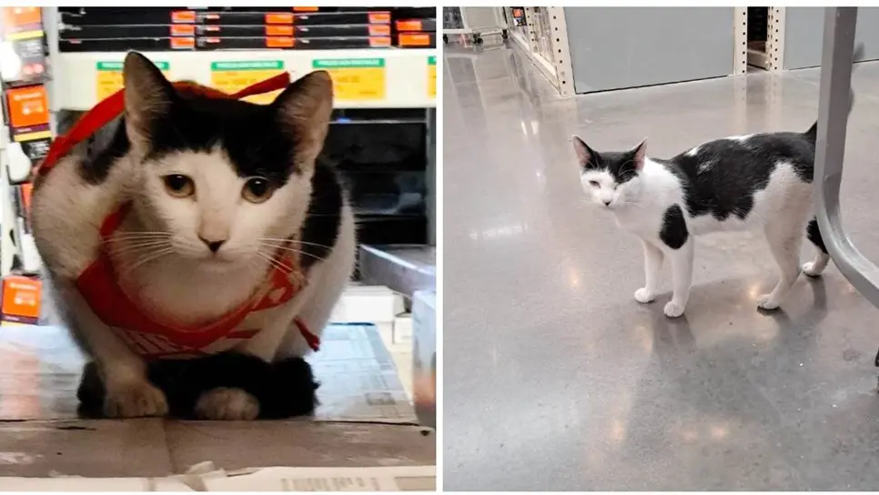 FOTO: La gatita está embarazada.