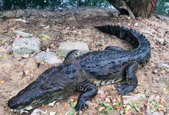 «Alberto» y «Beryl» dejaron invasión de cocodrilos en estas zonas; reptiles deambulan por calles y parques