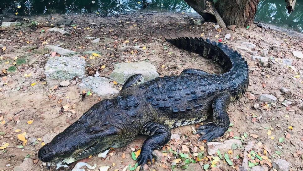 «Alberto» y «Beryl» dejaron invasión de cocodrilos en estas zonas; reptiles deambulan por calles y parques