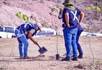 Mazatlán iniciará plantación de más de 3 mil árboles en la Avenida Delfín el próximo jueves