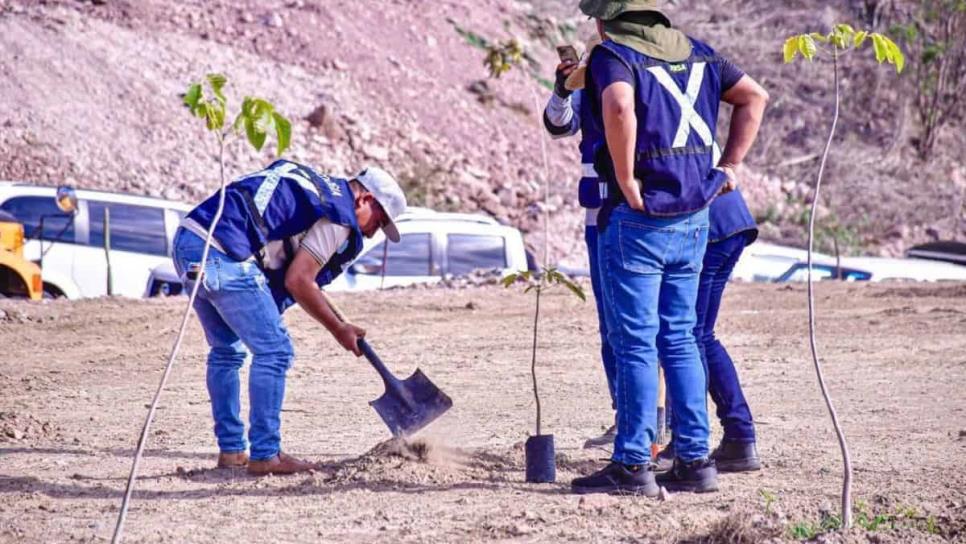 Mazatlán iniciará plantación de más de 3 mil árboles en la Avenida Delfín el próximo jueves