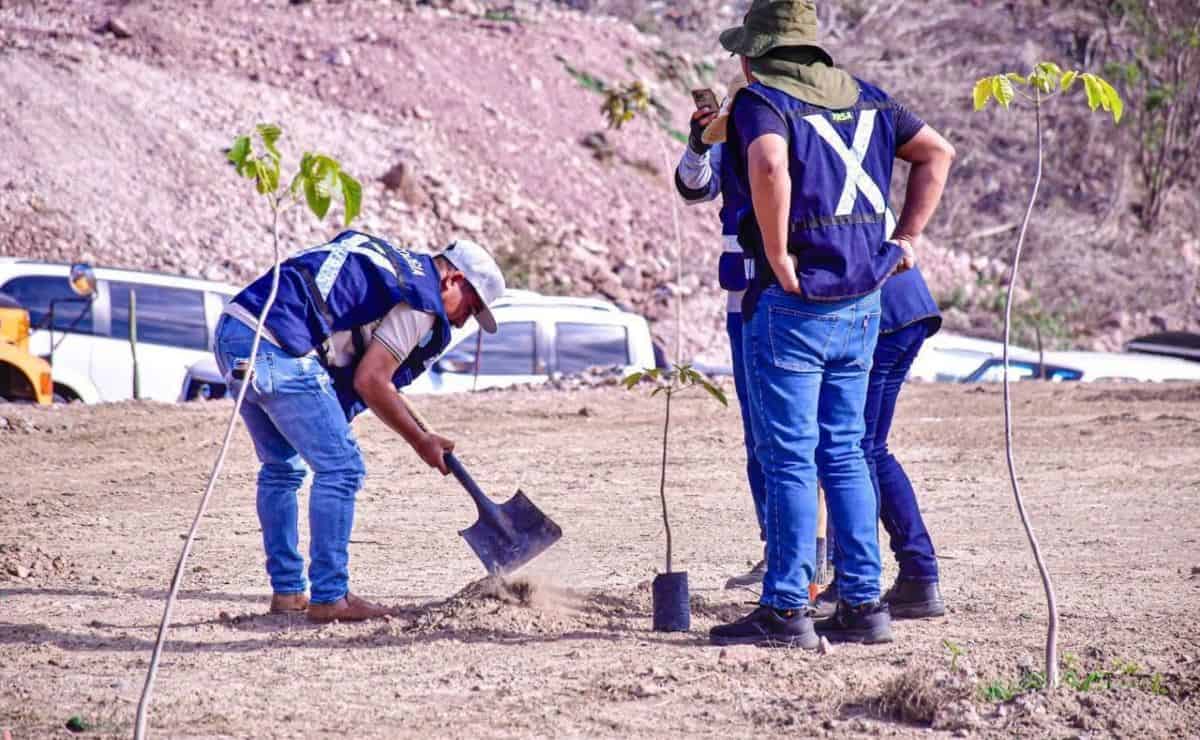 Mazatlán iniciará plantación de más de 3 mil árboles en la Avenida Delfín el próximo jueves