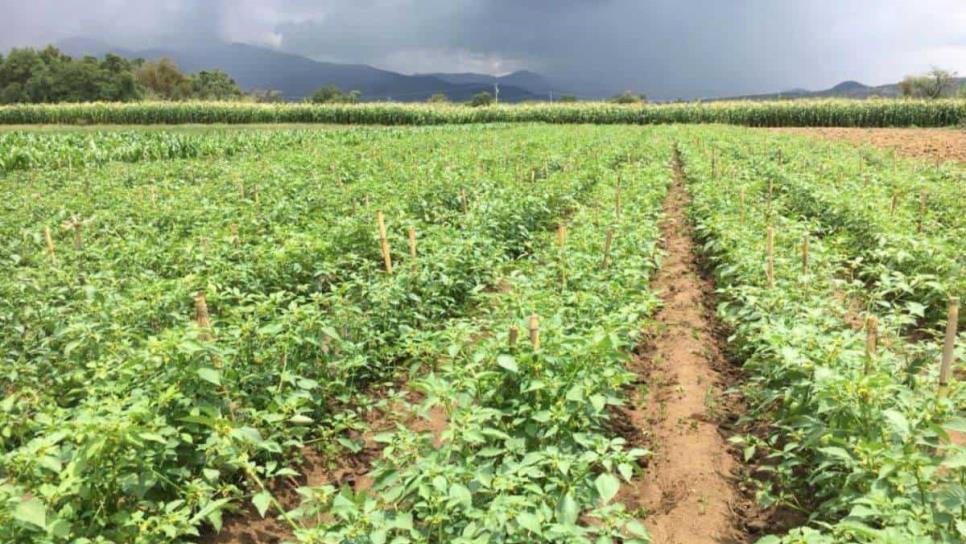 Sinaloa pide respaldo para agricultura comercial