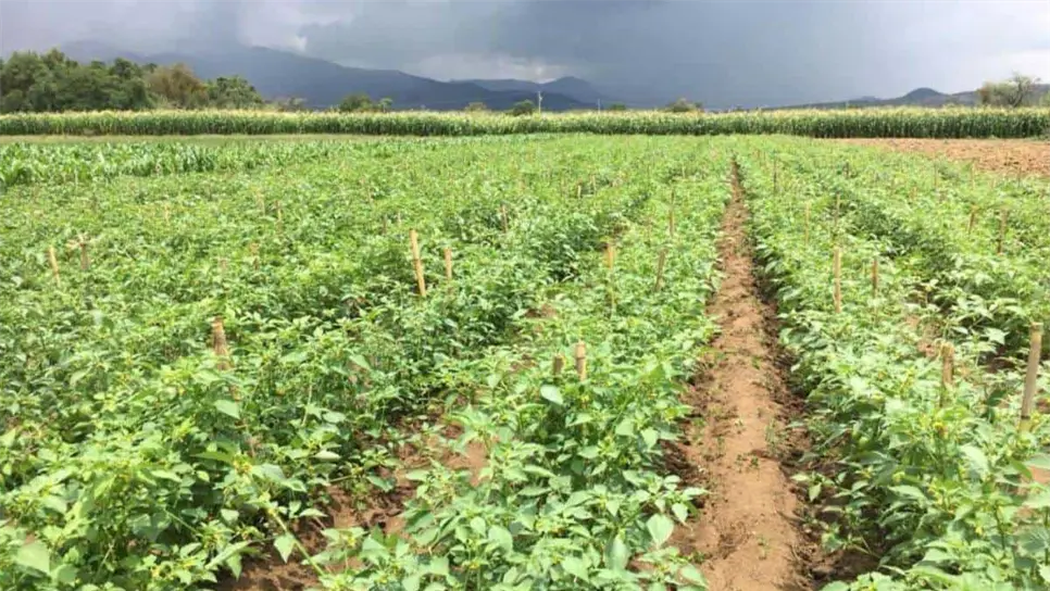 La agricultura es una de las principales fuentes de ingresos en Sinaloa. FOTO: Luz Noticias