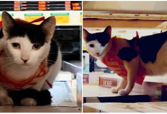 «Michi», la gatita trabajadora de Home Depot, ya fue resguardada, pero necesita tu apoyo