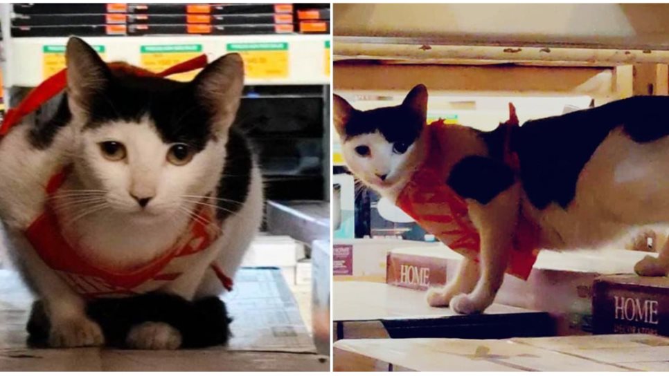 «Michi», la gatita trabajadora de Home Depot, ya fue resguardada, pero necesita tu apoyo