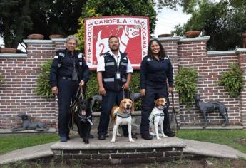 ¡Héroes de 4 patas! Honran a perros que detectan plagas y enfermedades agroalimentarias