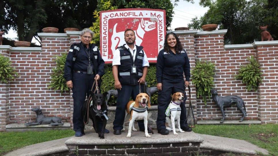 ¡Héroes de 4 patas! Honran a perros que detectan plagas y enfermedades agroalimentarias