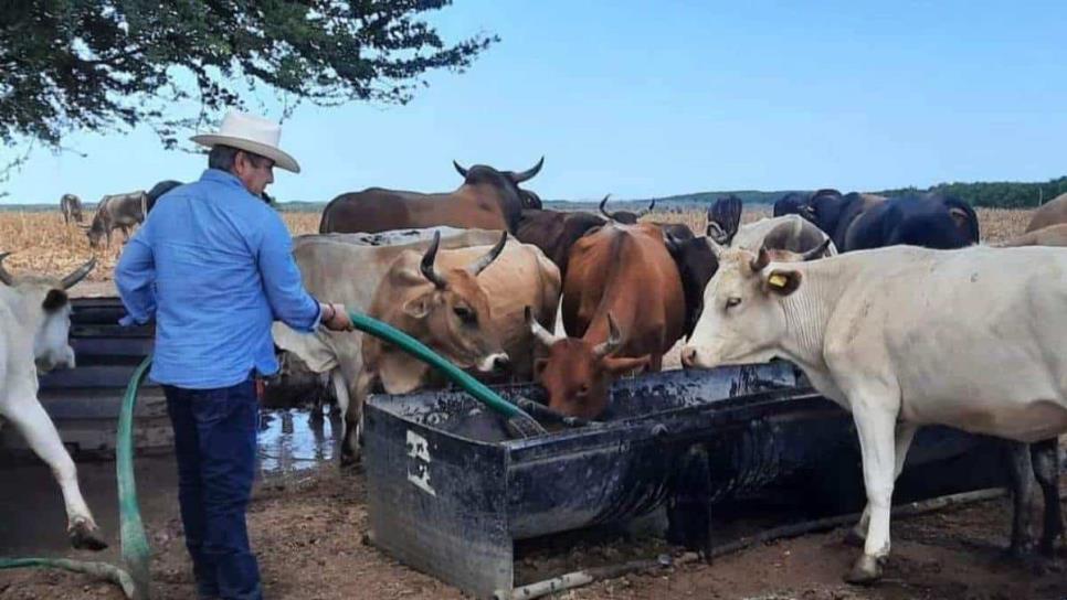 Rastros clandestinos obstruyen recuperación de status zoosanitario en Sinaloa.