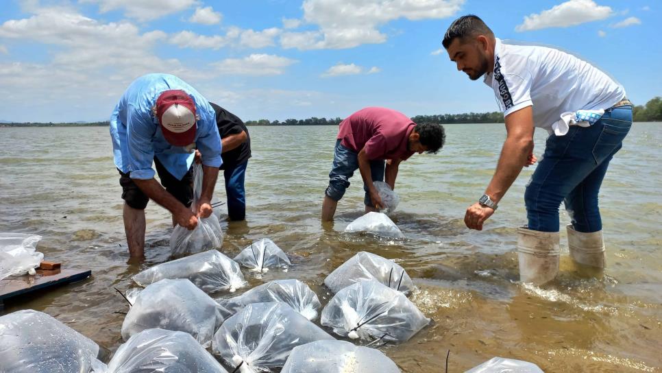 Gámez Mendívil arranca programa de siembra de 2 millones de alevines