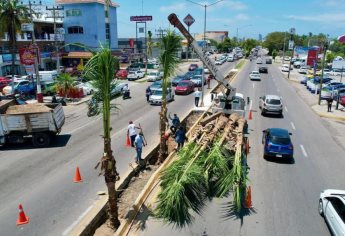 El Ayuntamiento de Mazatlán paga 4 mil 900 pesos por cada palmera instalada en avenidas del puerto 