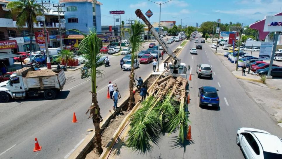 El Ayuntamiento de Mazatlán paga 4 mil 900 pesos por cada palmera instalada en avenidas del puerto 