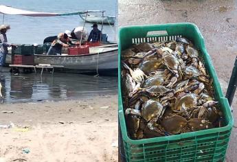 Lluvias benefician a la pesca de jaiba en Sinaloa