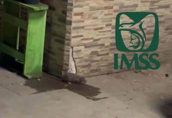 En Los Mochis, empleados de mantenimiento del IMSS usan casa como bodega e infestan de ratas la zona residencial