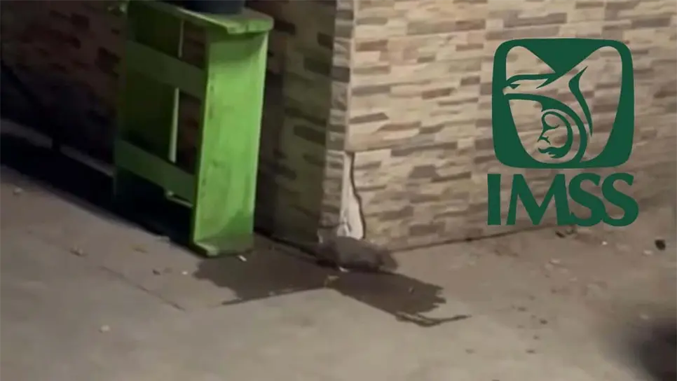 Los vecinos dicen que los roedores tienen el tamaño de un gato. FOTO: Cortesía