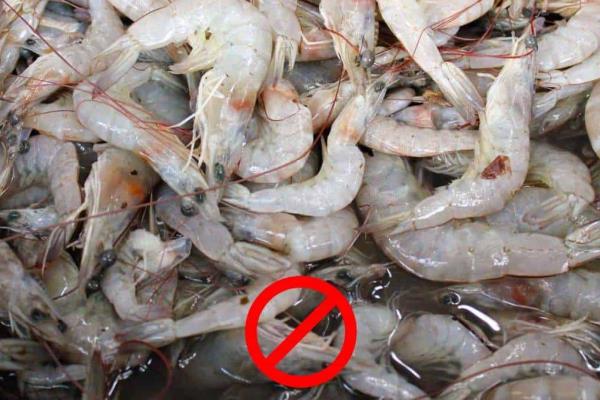 ¿Cuándo se levanta la veda del camarón este 2024? Refuerzan vigilancia