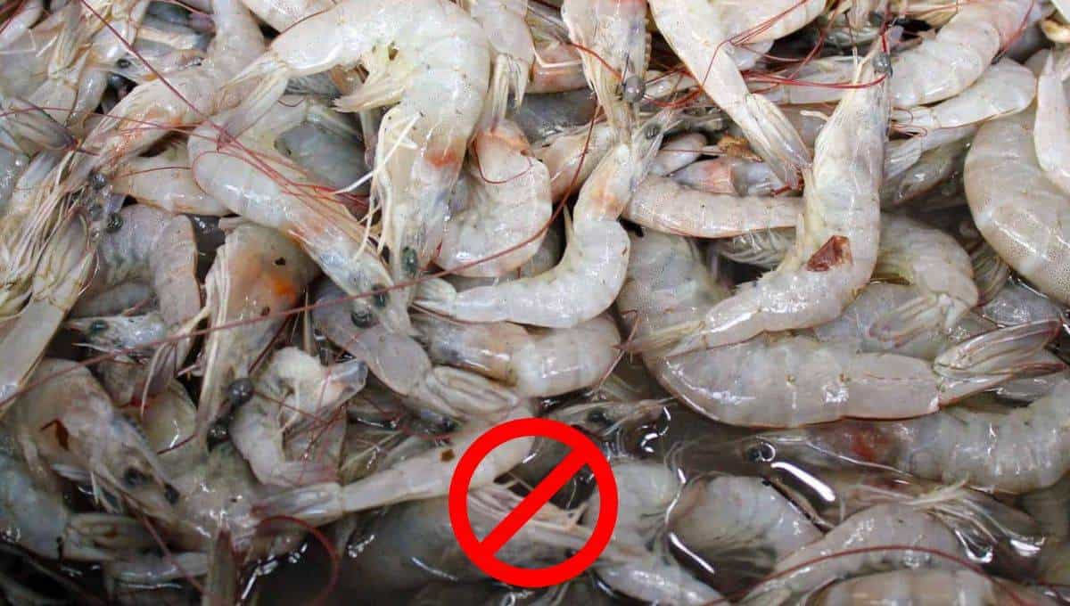 El camarón de altamar, de los más deliciosos.