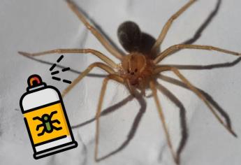 La araña violinista huirá de tu hogar con este truco casero fácil de elaborar