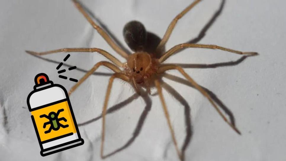 La araña violinista huirá de tu hogar con este truco casero fácil de elaborar