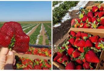 Fresas frescas en Los Mochis son un deleite para el paladar