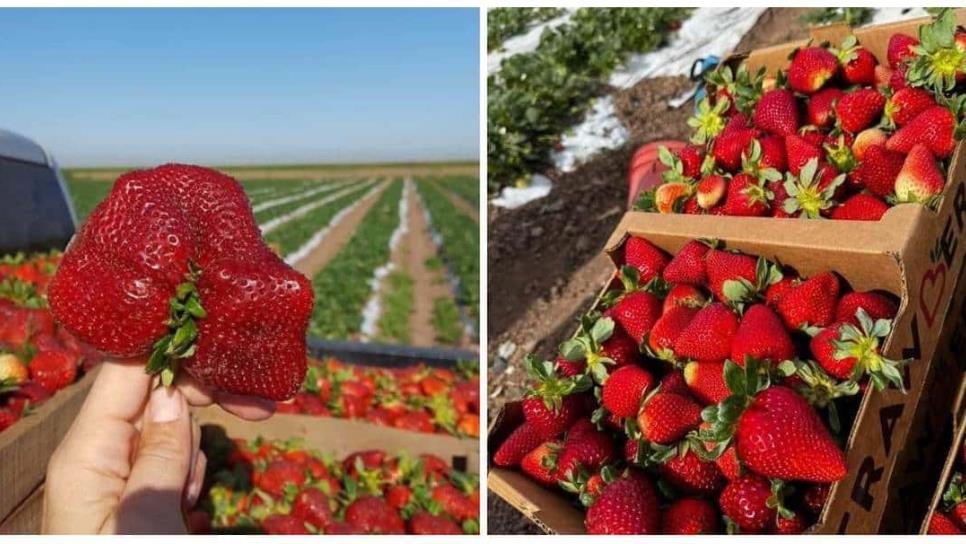 Fresas con crema y pay de queso, el antojo de moda en Los Mochis