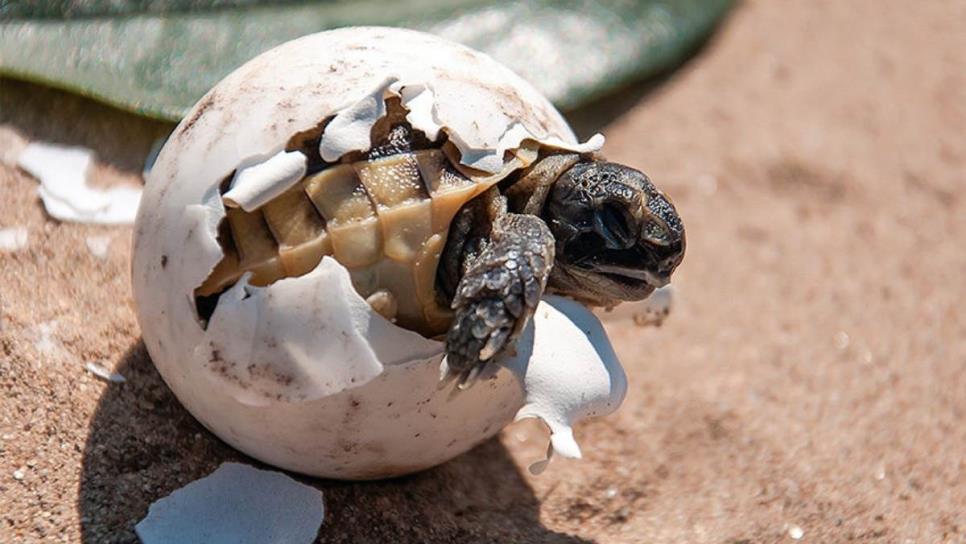 ¿Qué hacer si ves a una tortuga desovando en las playas de Mazatlán?