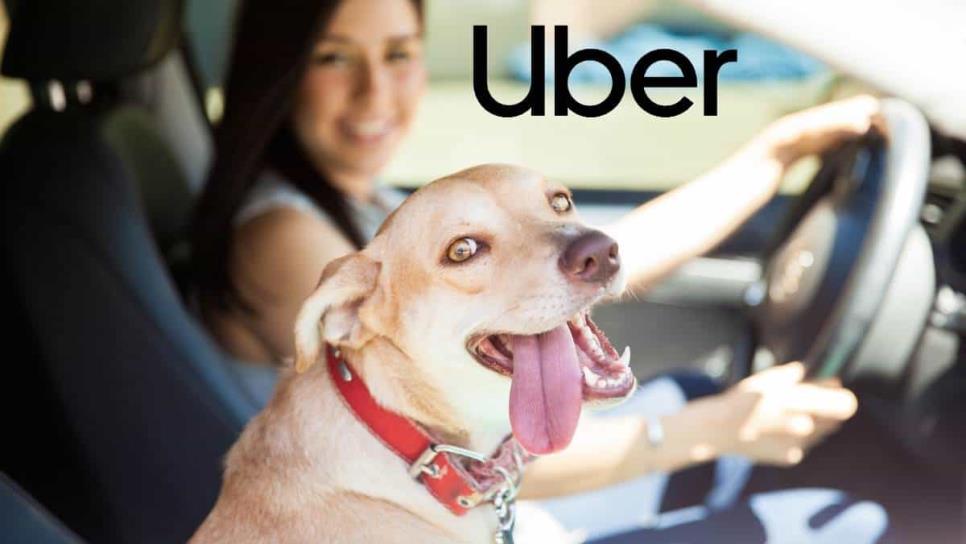 Uber Pet llega a México: ¿qué es y cómo funciona?