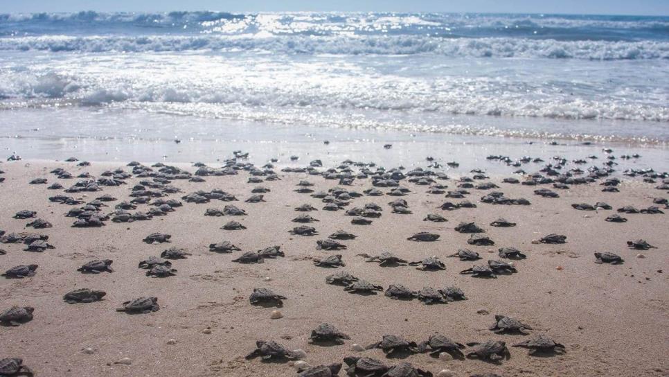 Esta playa de Mazatlán se le considera una de las más limpias de Sinaloa y todo México