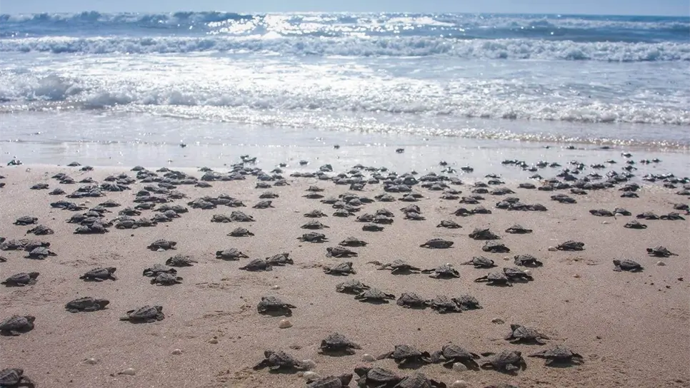 Esta playa de Mazatlán, que es de las más limpias de México, es hogar y santuario de tortugas. FOTO: Cortesía.