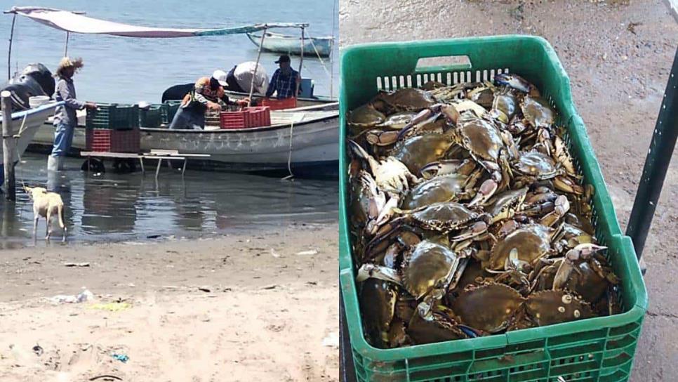 Pescadores sinaloenses sobreviven gracias a la captura de jaiba