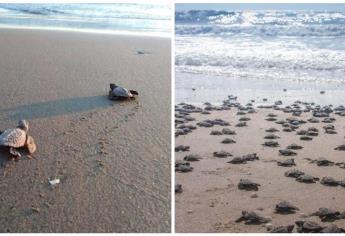 Verde Camacho, la playa más limpia de Mazatlán y un santuario para las tortugas golfina