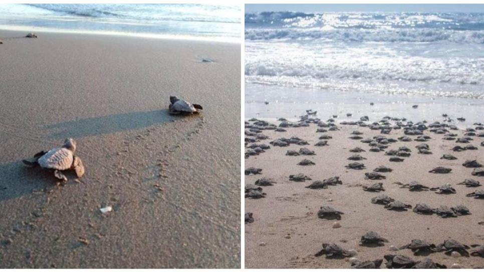 Verde Camacho, la playa más limpia de Mazatlán y un santuario para las tortugas golfina