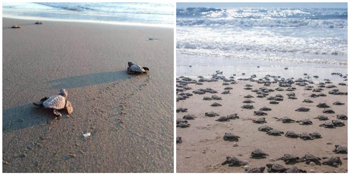 FOTO: Playa Verde Camacho.