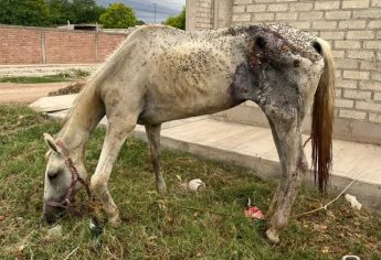 Caballo herido y engusanado permanece amarrado sin atención veterinaria en Leyva Solano, Guasave
