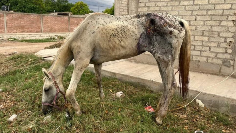 Caballo herido y engusanado permanece amarrado sin atención veterinaria en Leyva Solano, Guasave