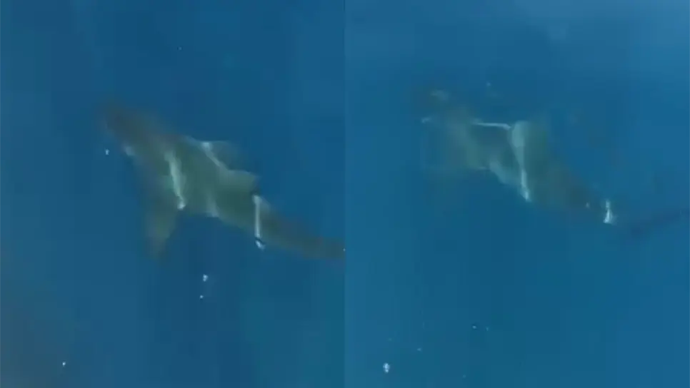 Los tiburones rara vez suelen acercarse a las playas. FOTO: Cortesía