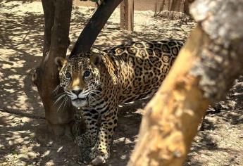 Ejército y Fiscalía aseguran jaguar en residencia de El Platanar, Mocorito