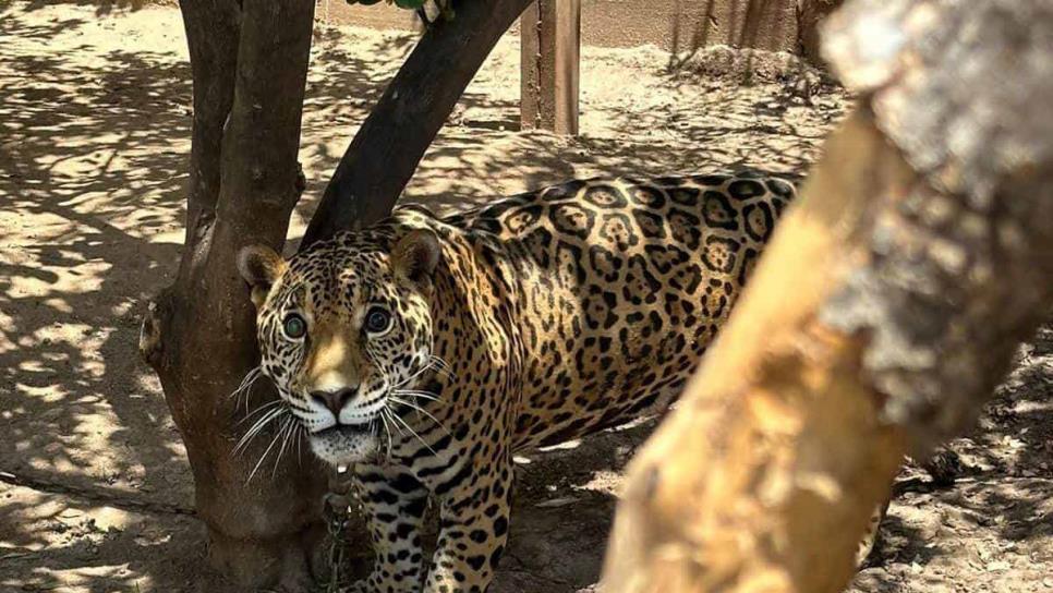 Aseguran jaguar tras operativo militar en residencia de El Platanar, Mocorito