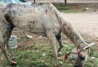 Autoridades y animalistas rescatan a yegua herida y engusanada en Leyva Solano, Guasave