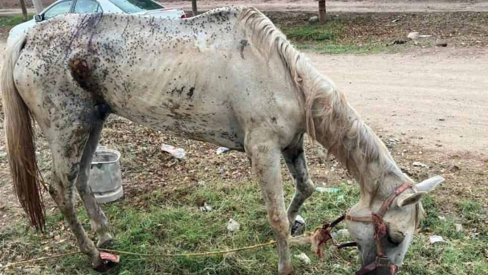 Autoridades y animalistas rescatan a yegua herida y engusanada en Leyva Solano, Guasave